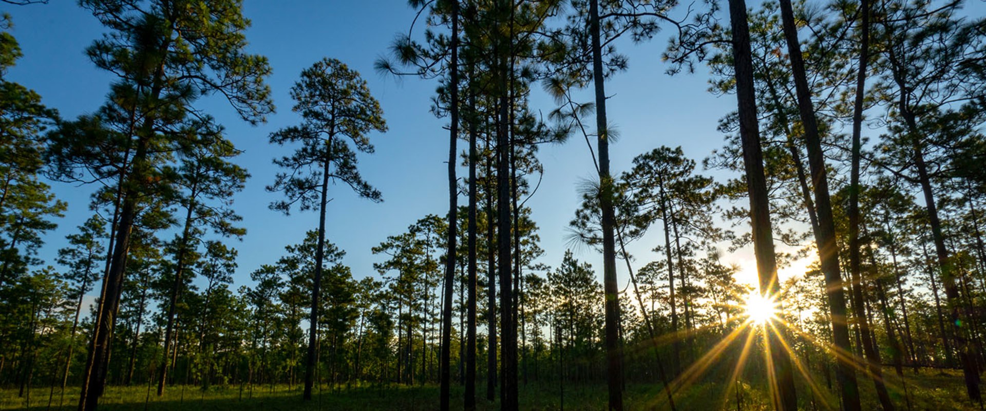 The Current Priorities of Environmental Organizations in Northwest Florida