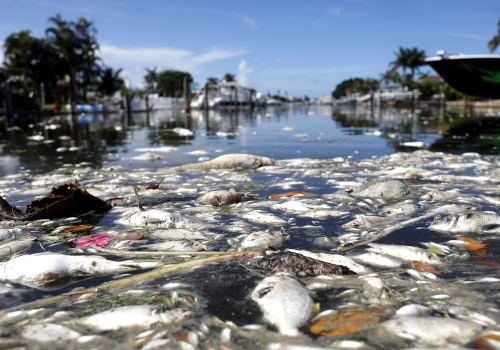 Reducing Environmental Impact in Northwest Florida: Expert Tips