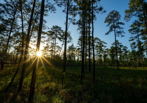 The Current Priorities of Environmental Organizations in Northwest Florida