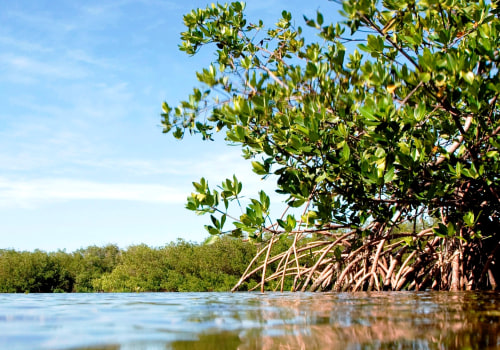 Environmental Organizations in Northwest Florida: Addressing Water Pollution and Conservation